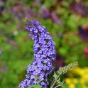 Buddleja davidii 'Reve de Papillon' (2)